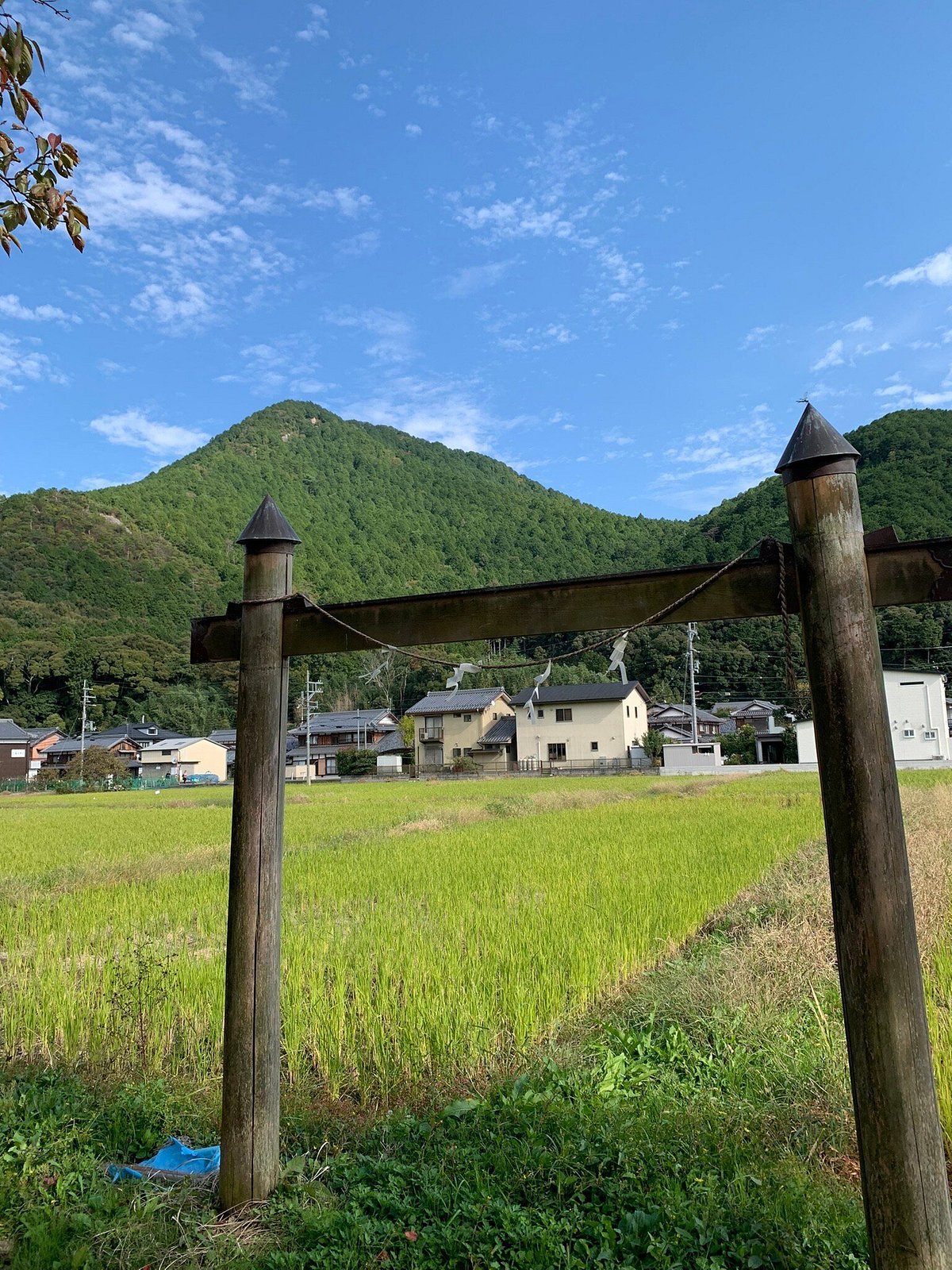 🌳 오미후지 꽃과 녹음의 공원・식물원 (오미후지 카료쿠 코엔・쇼쿠부츠엔) 이미지 6